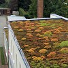 Dachbegrünungen von Dächern in Gewerbegebieten in Riesa - Dachbegrünung in Riesa, wir begrünen Ihr Dach in Riesa, Meißen, Großenhain.